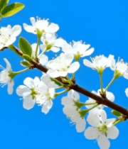 蓝天背景下绽放的白色花朵14197#横屏 