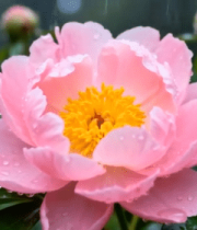 雨中绽放的粉色牡丹花(1)11586#横屏 