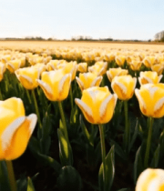 郁金香花田自然风光12418#横屏 