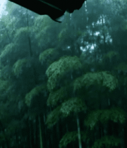 雨中竹林屋檐景象2235#横屏 