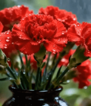 雨中花瓶里的红色康乃馨(5)12871#横屏 
