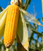 玉米地成熟玉米特写12428#横屏 