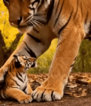 老虎母子林间互动14832#横屏 