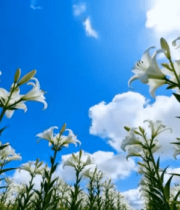 	 蓝天白云下的白色百合花11652#横屏 