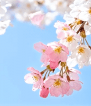 蓝天背景下的盛开樱花12586#横屏 