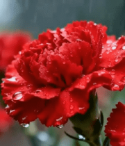 雨中带水珠的红色康乃馨10191#横屏 