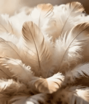 羽毛特写素材93#横屏 