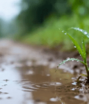 雨后泥土上带水珠的嫩绿植物3513#横屏 