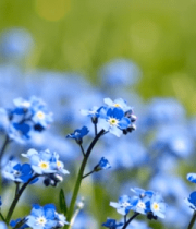 蓝色小花自然风光特写6062#横屏 