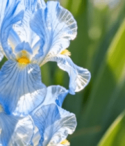 蓝色鸢尾花特写素材9224#横屏 
