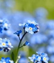 蓝色花朵近景画面12369#横屏 