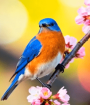 蓝鸟栖息樱花枝头8246#横屏 
