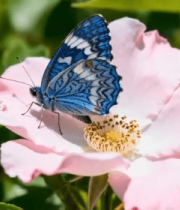 蓝色蝴蝶停留在粉色花朵上10188#横屏 