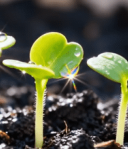 幼苗生长微距画面(1)3916#横屏 