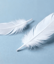 	 蓝色背景上的两根白色羽毛542#横屏 