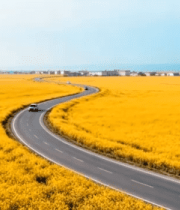 油菜花田中的公路景象2390#横屏 