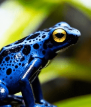 蓝色青蛙特写素材770#横屏 