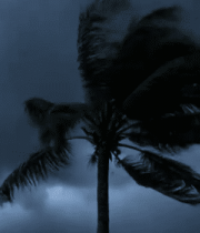 狂风中的棕榈树与乌云天空4345#横屏 