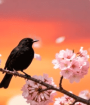 樱花枝上栖息的黑鸟13976#横屏 