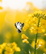 油菜花田蝴蝶特写3767#横屏 