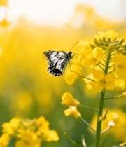 油菜花田蝴蝶特写(1)8521#横屏 