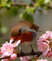 樱花枝上栖息的小鸟4412#横屏 