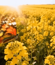 油菜花田蝴蝶飞舞景象4228#横屏 