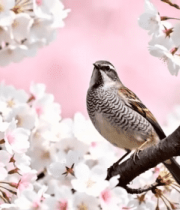 樱花枝上的小鸟特写1043#横屏 