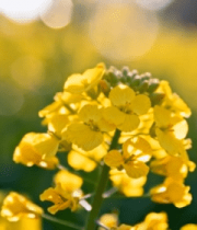 油菜花海特写4018#横屏 