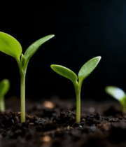 幼苗在土壤中生长特写9629#横屏 