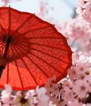 樱花丛中的红色油纸伞 ()923#横屏 