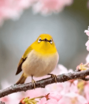 樱花树枝上的小鸟1038#横屏 