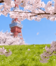 樱花树下的红色高塔风景38#横屏 