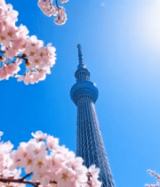 樱花与高塔的春日景致9445#横屏 