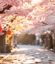 樱花树下挂红灯笼的街道5897#横屏 