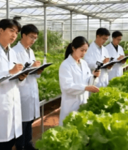 科研人员在温室大棚观察蔬菜8810#横屏 