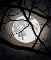 夜晚树枝间的满月景象11146#横屏 