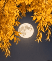 夜晚垂柳与满月景观11116#横屏 