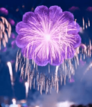 夜空绽放紫色烟花1596#横屏 