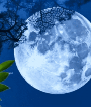 夜空下树枝旁的明月10863#横屏 