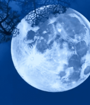 夜空下树枝旁的明月10863#横屏 