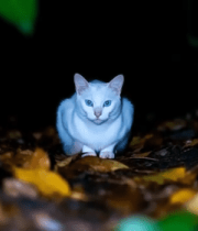 夜色中蹲坐的白色猫咪6000#横屏 