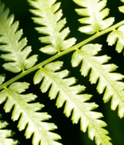 蕨类植物叶片特写6080#横屏 