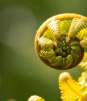 蕨类植物微距特写素材6651#横屏 