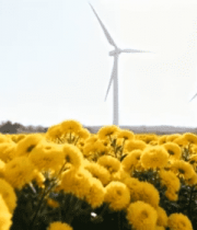 	 菊花田中的风力发电机10062#横屏 