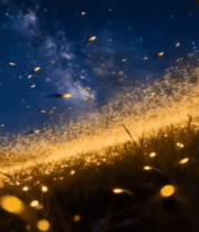 夜空下飞舞的萤火虫8387#横屏 