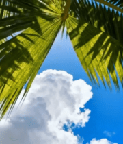 仰视视角下的棕榈树与蓝天10197#横屏 