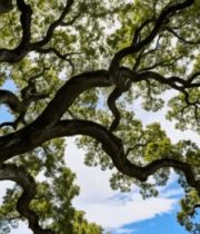 仰视阳光下的繁茂大树6032#横屏 