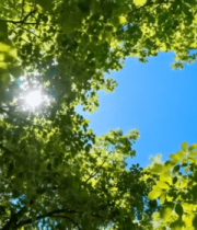 仰视阳光透过树叶的景象6960#横屏 