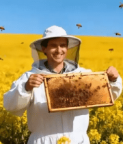 养蜂人在油菜花田查看蜂巢7954#横屏 